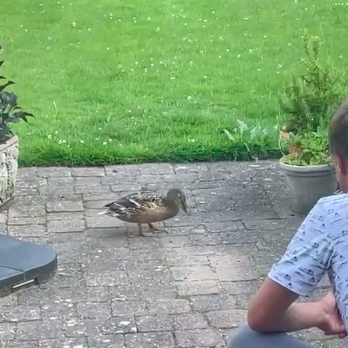 Golf fans react as Justin Thomas FEEDS A DUCK at The Open Championship